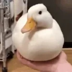 quack (copy)
