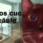 CHUI FAN DE TOI