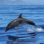 Dolphin Playing