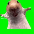 laughing hamster