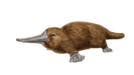 Platypus Sound