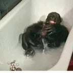 caca dans la bainoire