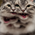 I am going to kill you