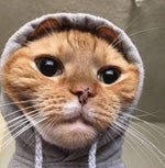 where have you been HARDSTYLE