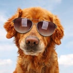 HOĆU PIČKE Tutunović Željko (POGLEDAJ OPIS VIDEA ODMAH)