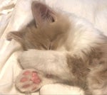 Honor The Fallen TAPS