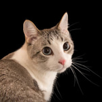 kore nani neko