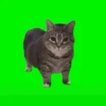 UIA Cat - Feliz U-I-A