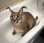 Good dumplings are very tasty- Хорошие пельмени это очень вкусн