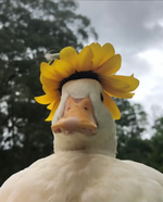 haben sie h*d*nkrebs