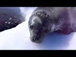 Seal say egg - Sound