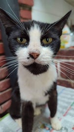 نشيد القول قول الصوارم أبو علي - Sound