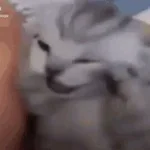 lynn meow