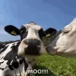 Zesty moo