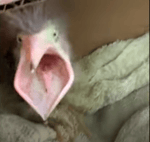 DONT LISTEN TO UNLESS EARS EXPLODE