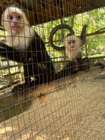 Lil Mabu RICH SCHOLAR (Official Music Video)