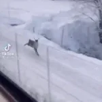 dashing tgough the snow