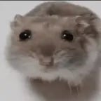 BETTER sad hamster violin