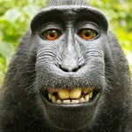 monkey rizz 76ff24de (online audio converter