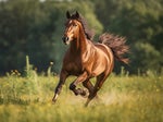 horse galloping