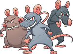 rat squeak