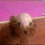 Audio Robert Grace HATE ME Acoustic Session