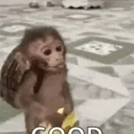 good monkey