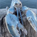 Blue Lobster