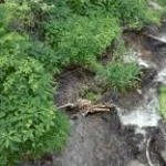 River flows in you Lilnba_elite