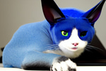 Smurf cat heheheheh - Sound