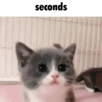 Потому что твоя мать ш... - Sound