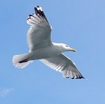 seagull call