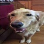 butter dog type beat (extended)