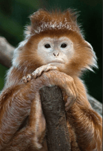 Pixies Where is my mind (sped up + reverb)