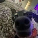 coook pardon slowed (copy) - Sound