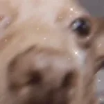 Pastor Tupirani desafiando todos os deuses! - completo