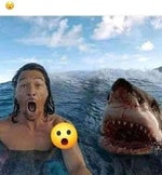 Oaktopus Plant Island