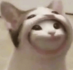 brrrrr skibididobdob