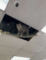 im a cat waltuh waltuh breakingbad