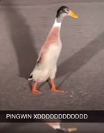 Kurwa pinguin