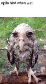 Smug from nico's nextbots