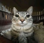 bluezao imitando um orangutango com ezquizofrenia