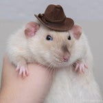 cri cri el ratonvaquero (video oficial)