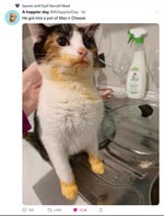 my gender is mechanic