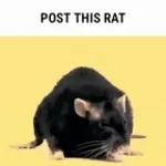 Big ah Rat