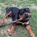 codfish no diggity gbb beatbox cover