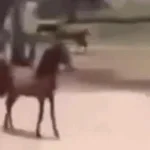 Agora Eu Era O Cavalo (copy)