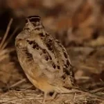 It’s the final meep