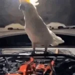 KICAU MANIAA