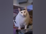 Huh Huh Huh cat (slowed version) - Sound